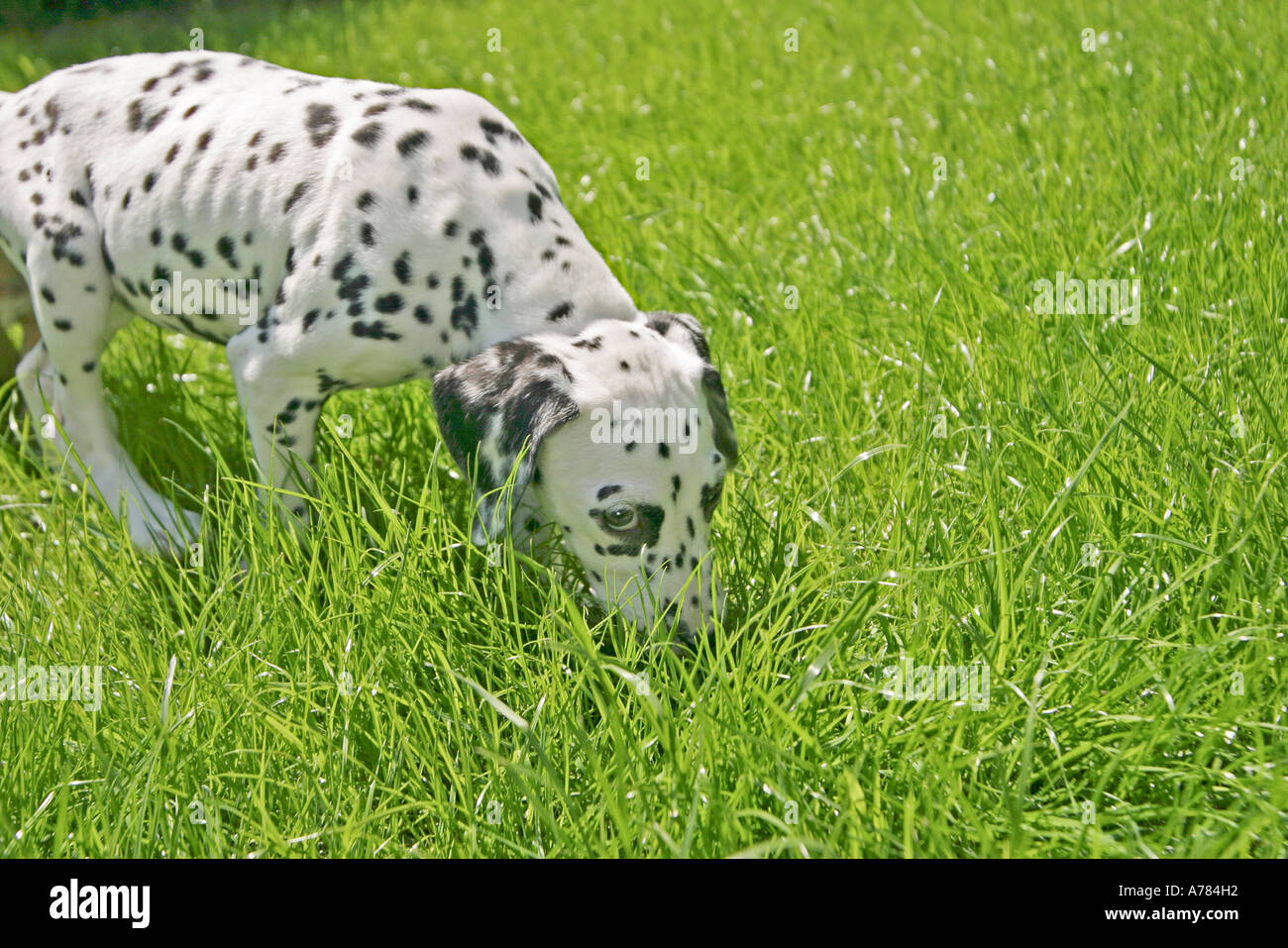 DALMATION IN GRASS Stock Photo