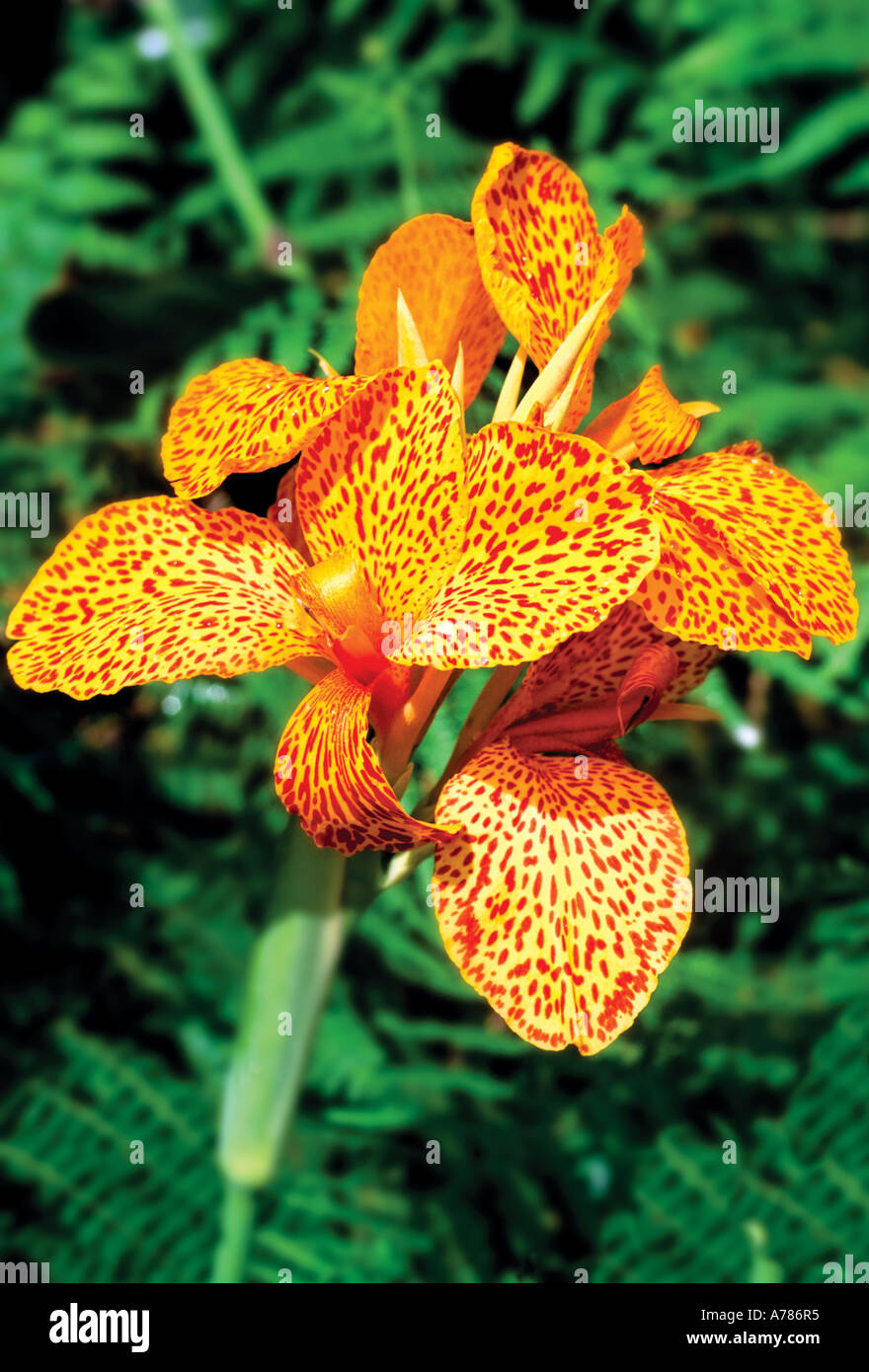 native-flower-cana-da-india-island-of-sao-miguel-azores-portugal
