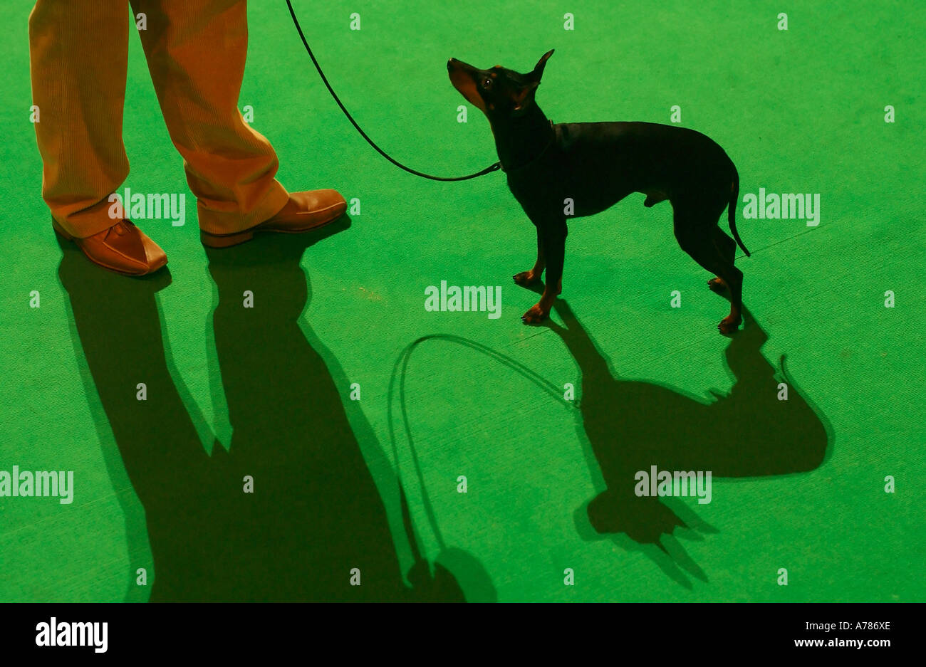 An English Toy Terrier dog in the ring at Crufts UK 2006 Stock Photo
