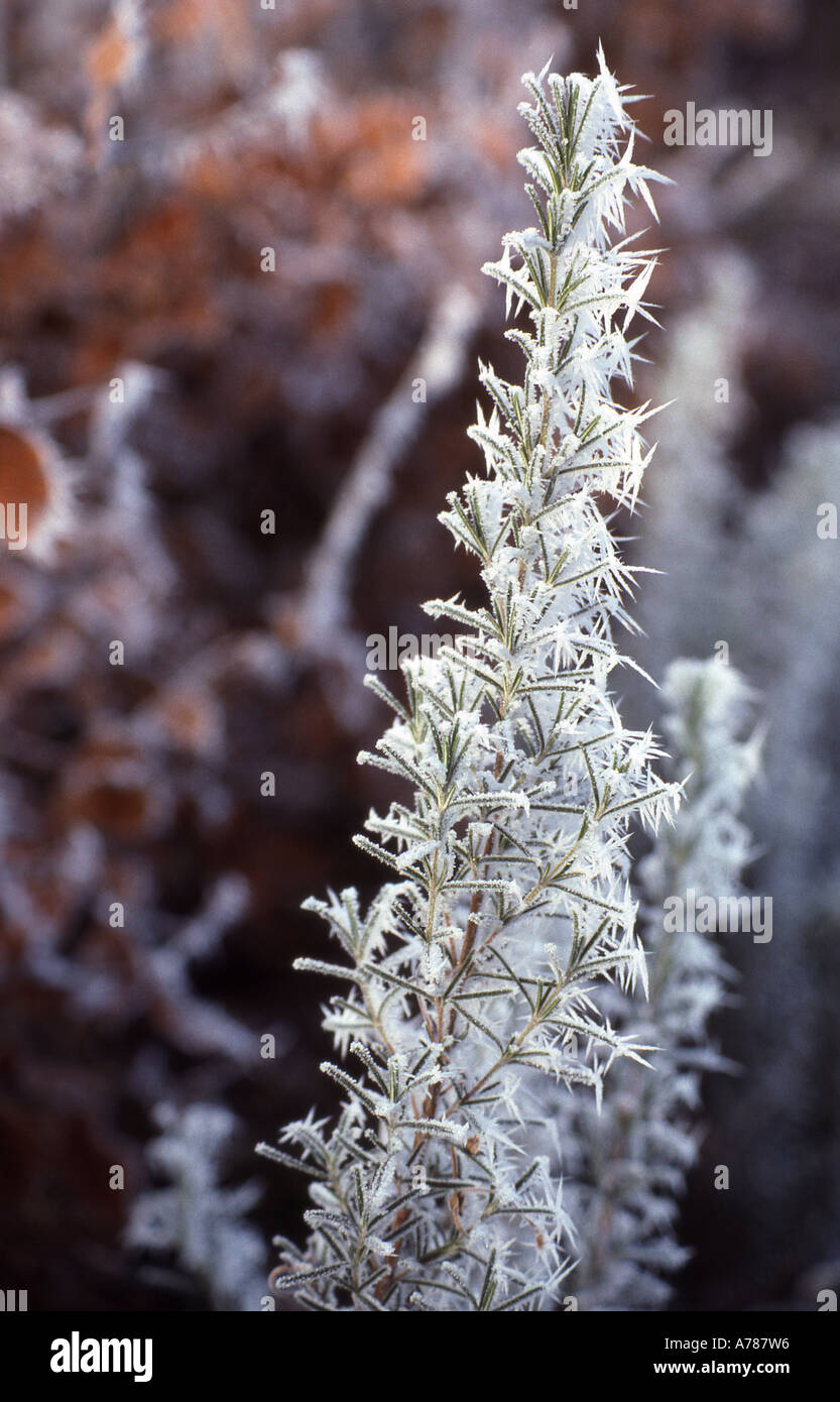 Hoar frost on a rosemary bush Stock Photo