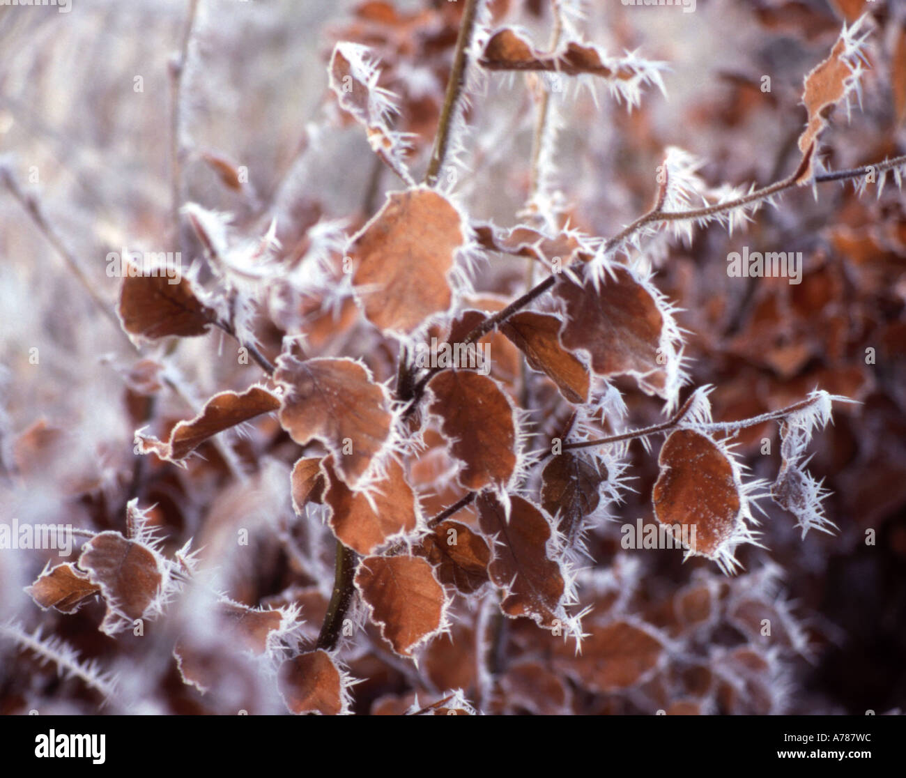 Hoar frost on beech leaves Stock Photo