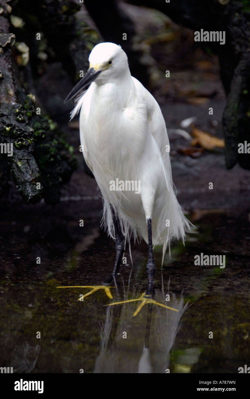 Snowy White Egret or Snowy Heron on display at the Florida Aquarium in Tampa Florida FL Stock Photo