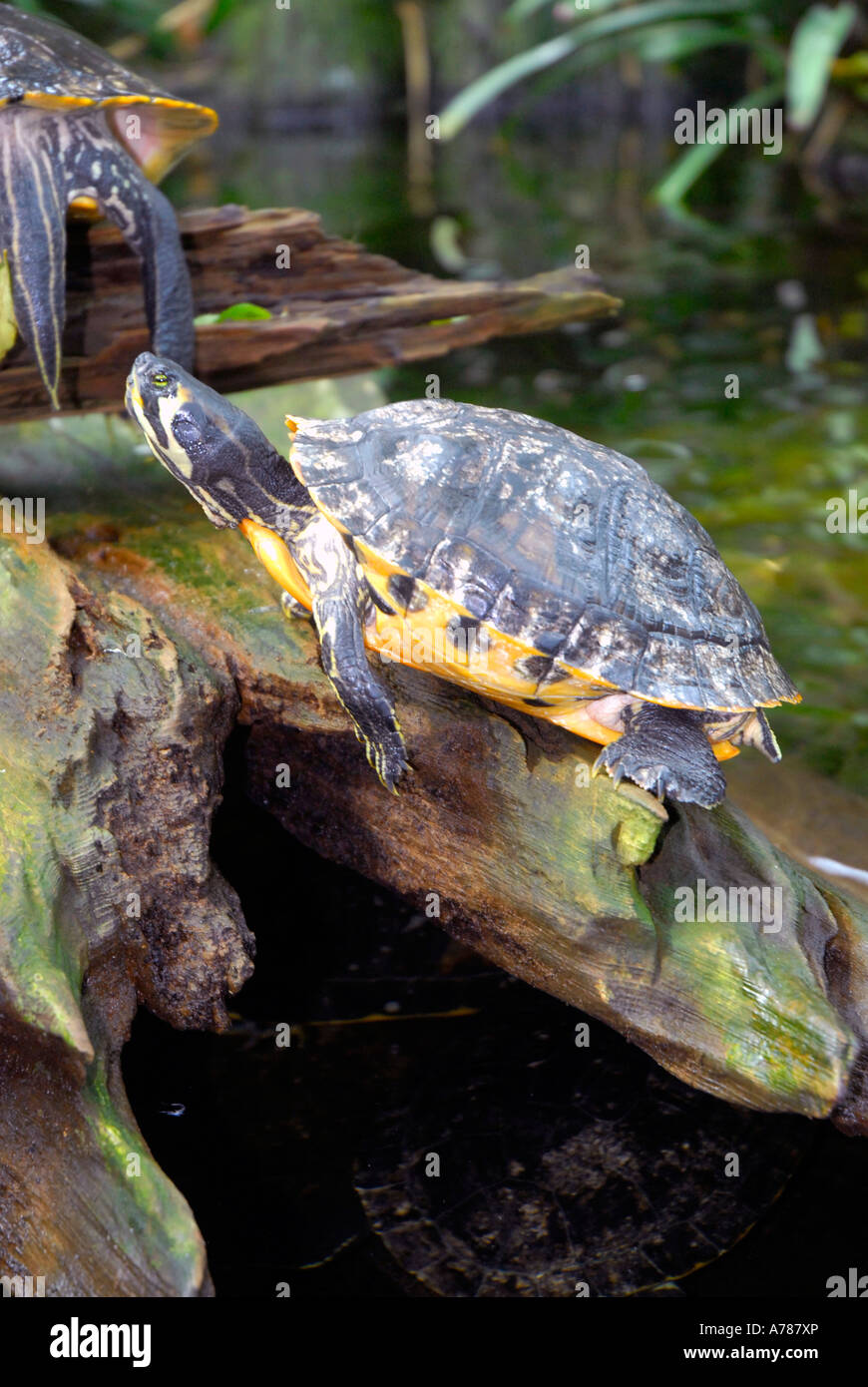 Turtles on display at the Florida Aquarium in Tampa Florida FL Stock