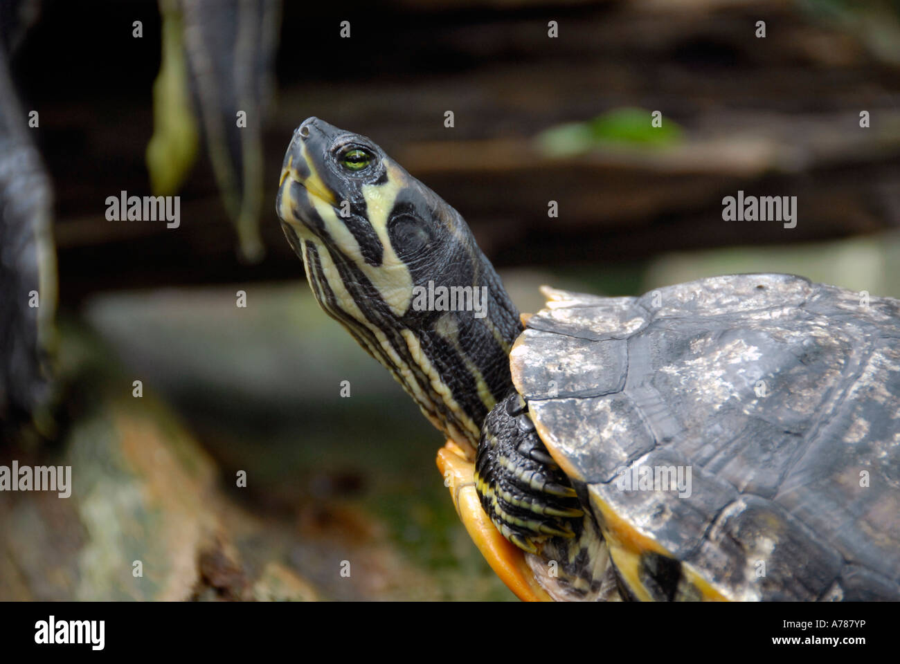 Turtles on display at the Florida Aquarium in Tampa Florida FL Stock ...