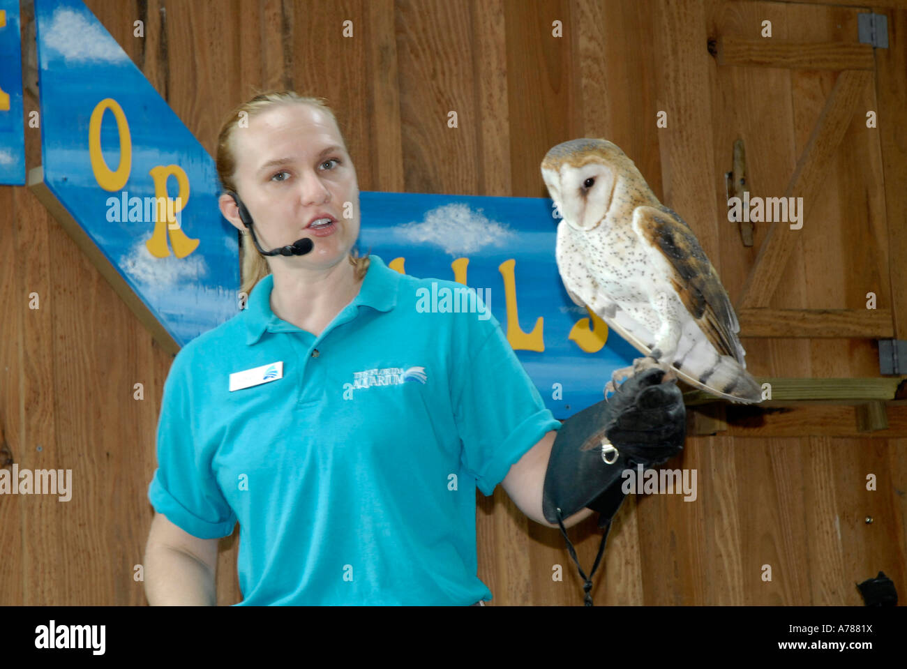 Barn Owl on display at the Florida Aquarium in Tampa Florida FL Stock ...