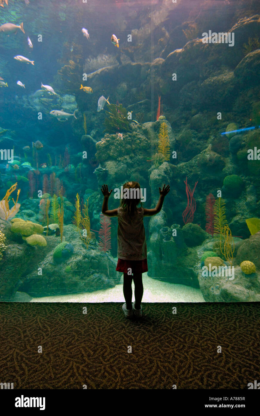 Child touches the glass in amazement at the Florida Aquarium in Tampa Florida FL Stock Photo
