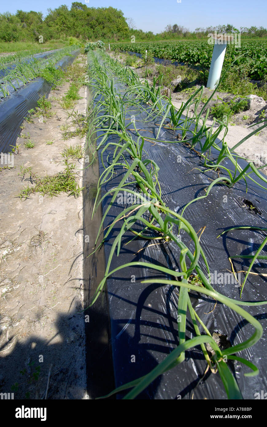Fresh Onions Vegetable Produce and Fruit Truck Farming in Ruskin