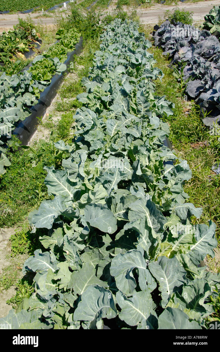 Broccoli Fresh Vegetable Produce and Fruit Truck Farming in Ruskin