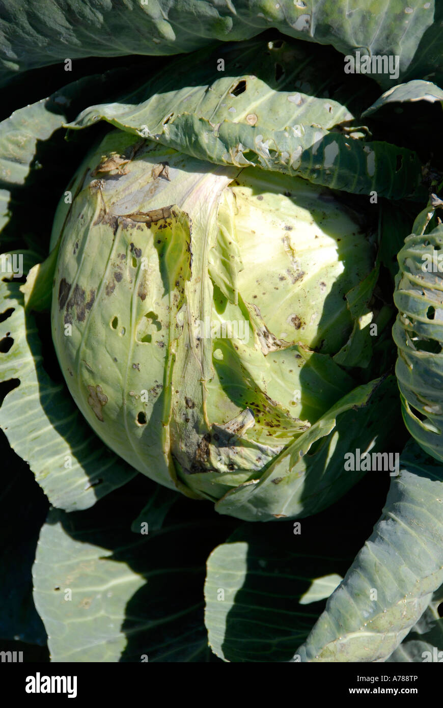 Bug Insect Infested Green Cabbage Stock Photo - Alamy