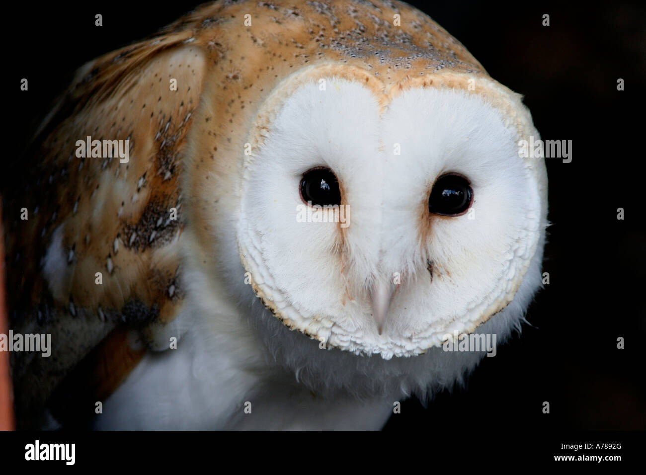 Barn Owl On Show At The Rhs Autumn Flower Show At 3 Counties In