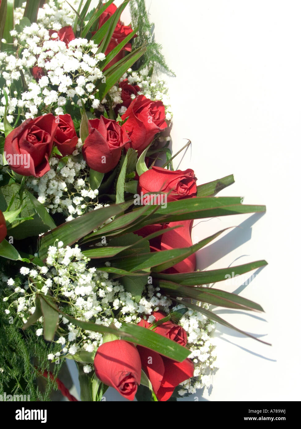 Red roses with Baby&rsquo;s Breath Stock Photo - Alamy