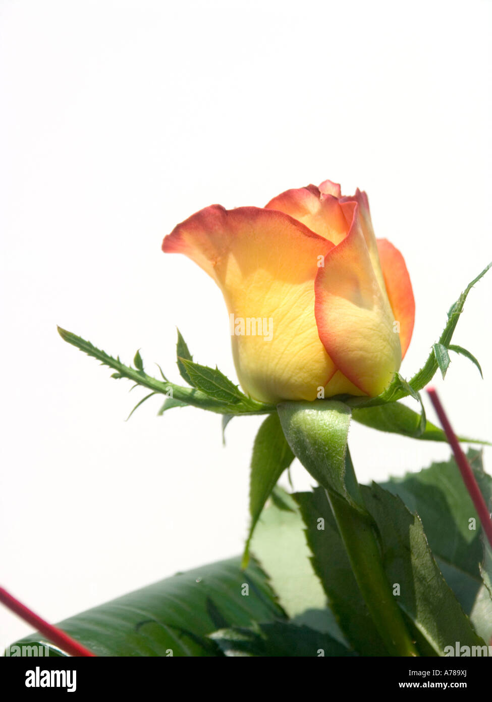 yellow rose on a white background Stock Photo Alamy