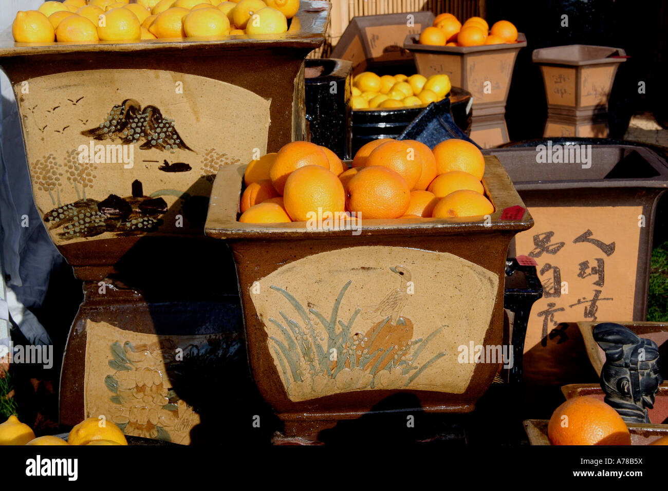 oranges and lemons in earthen pots on display at the RHS flower show, three counties show ground, malvern, worcestershire, uk Stock Photo