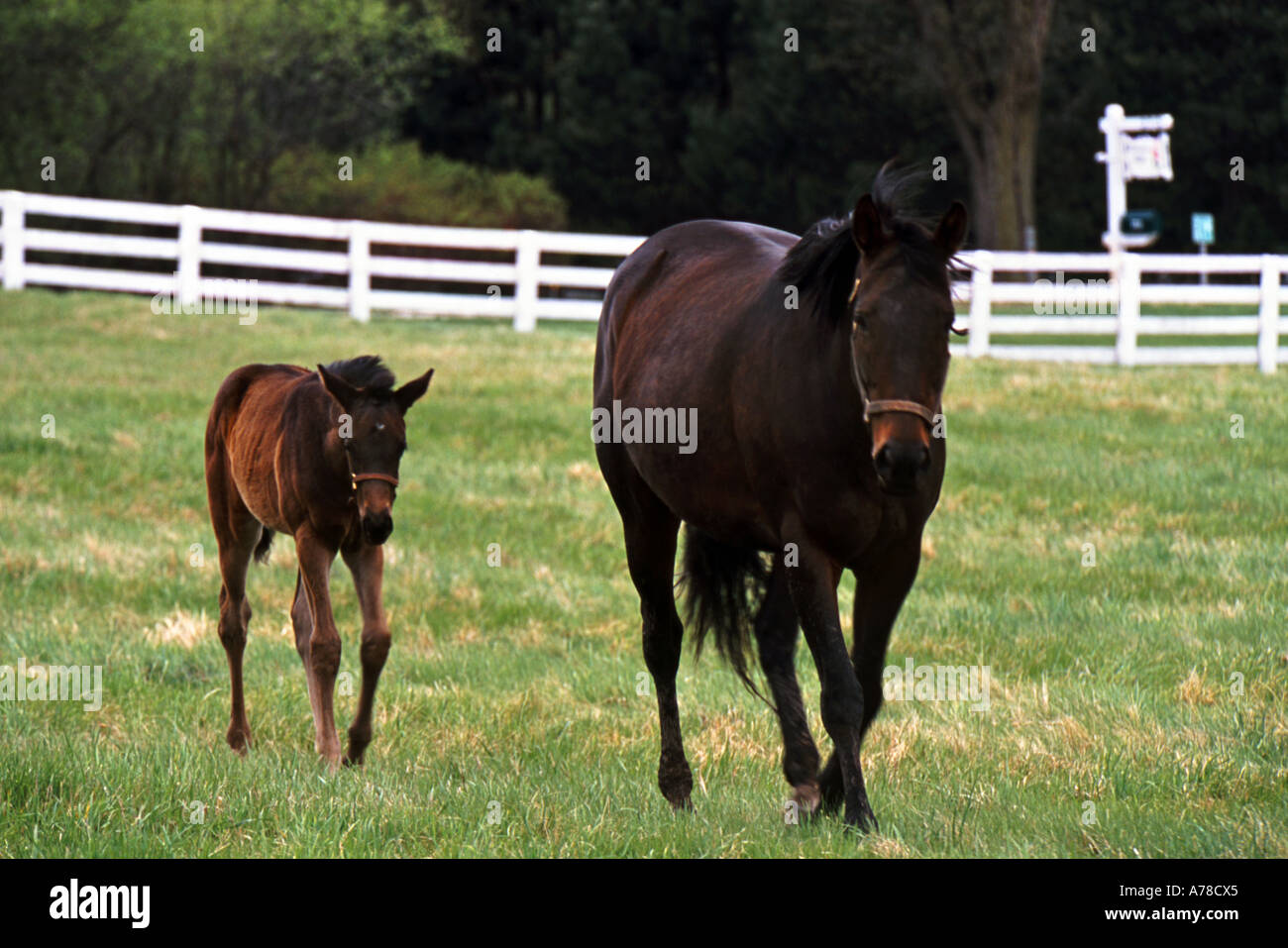 Mare & Spring Foal Stock Photo