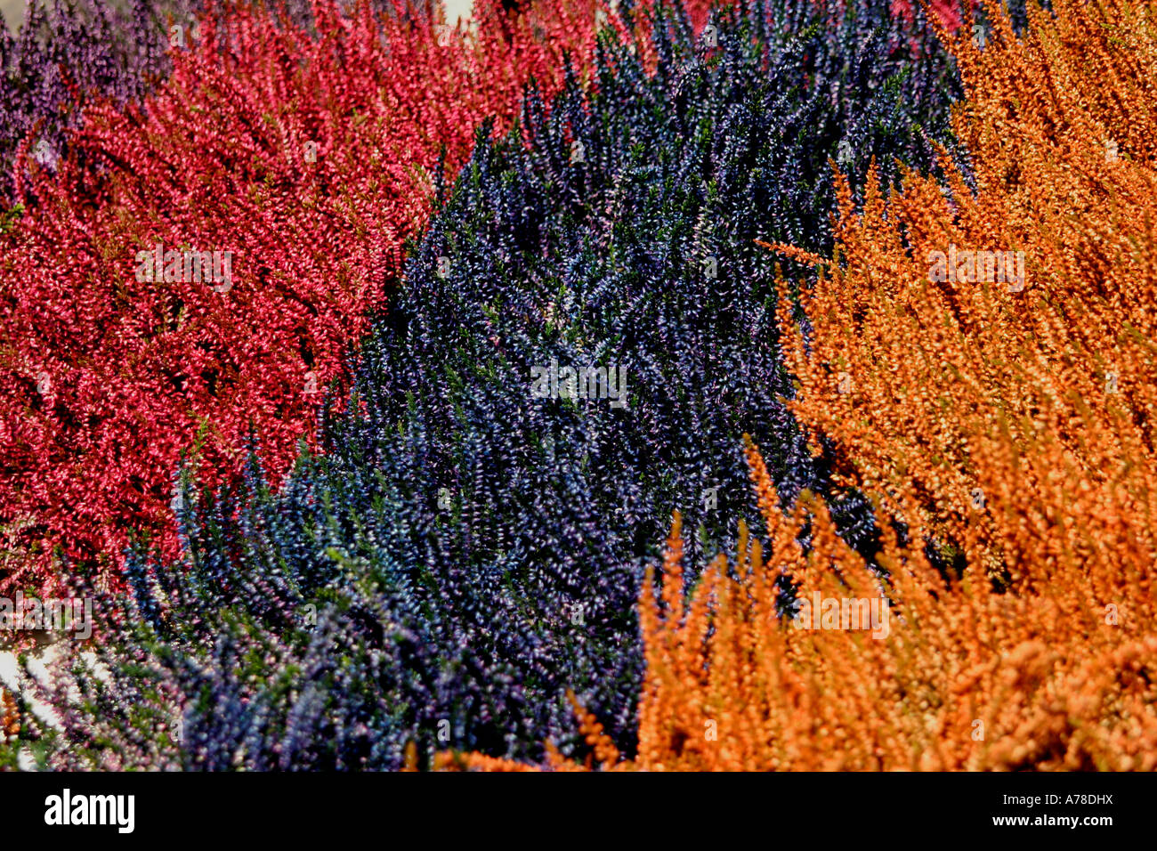 rows of orange blue red flowers at RHS flower show, three counties