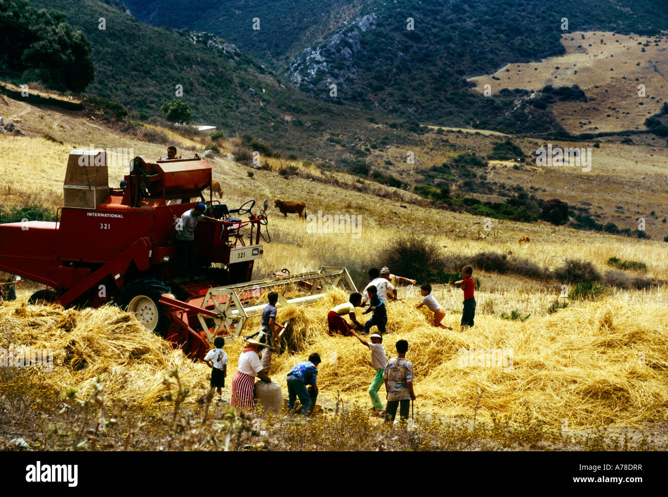 Combine harvester working in harvest hi-res stock photography and ...
