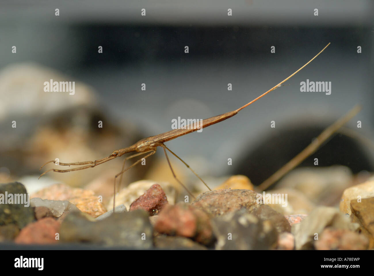 The large Water Stick Insect (Ranatra linearis) Stock Photo