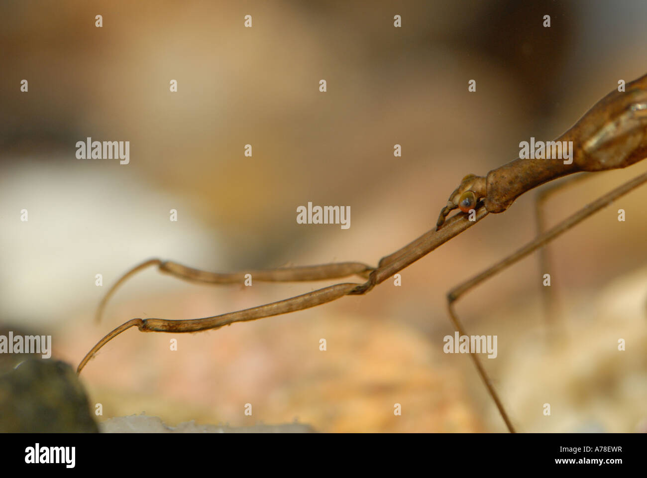 The large Water Stick Insect (Ranatra linearis) Stock Photo