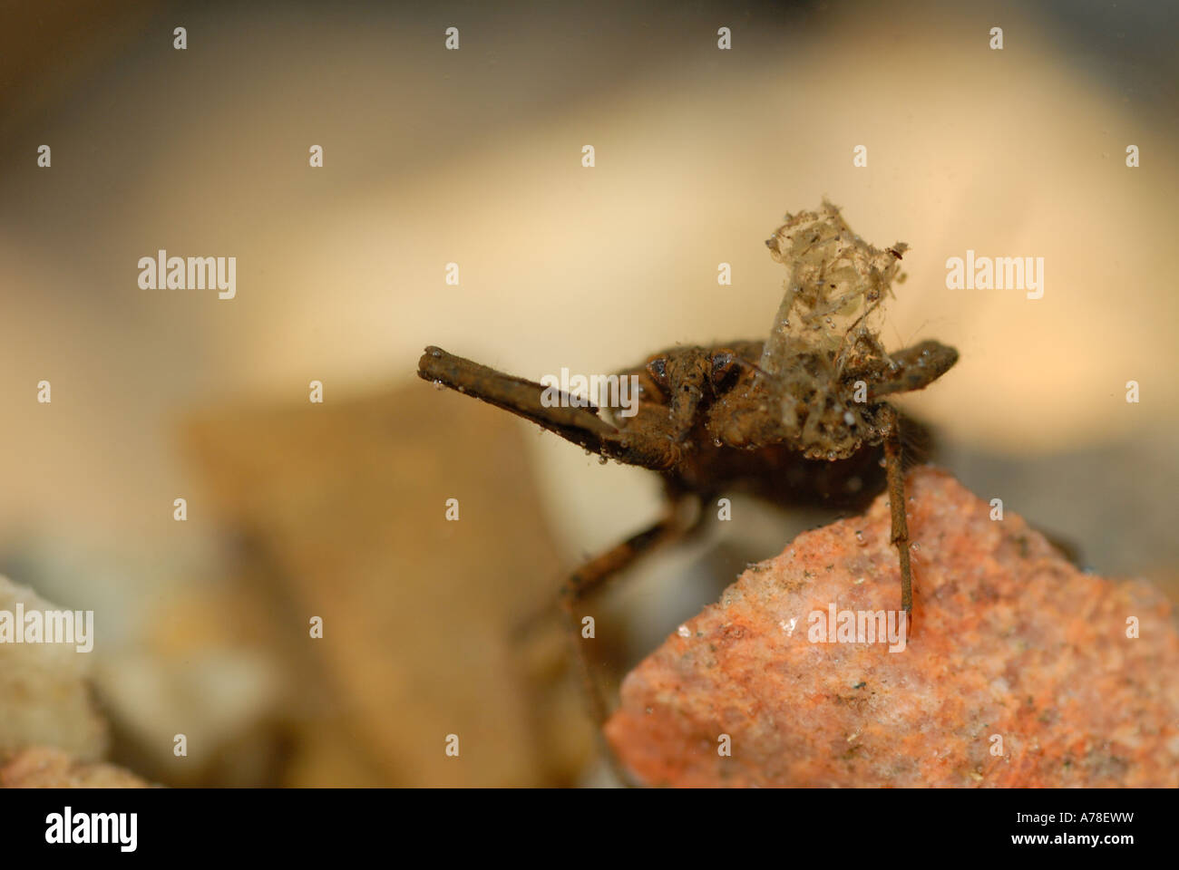 Water Scorpion (Nepa cinerea) Stock Photo