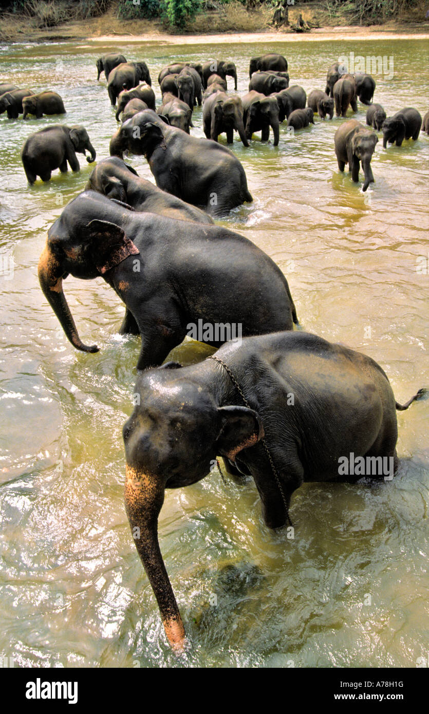 Sri lanka elephant keeper hi-res stock photography and images - Alamy