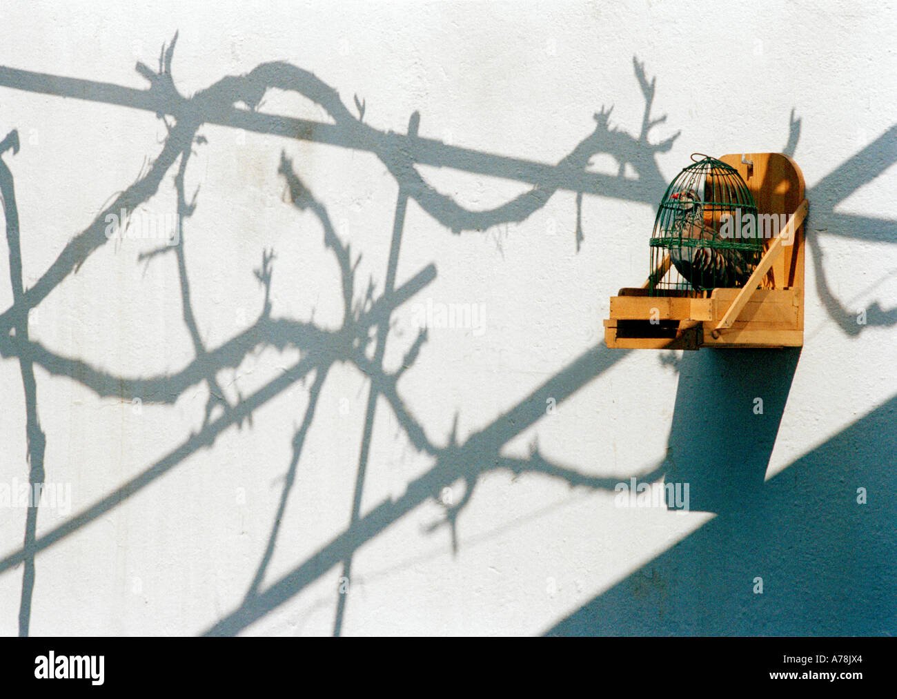 A strange custom in Andalusia, Spain - A caged partridge on a wall with the shadow of a trimmed grapevine Stock Photo