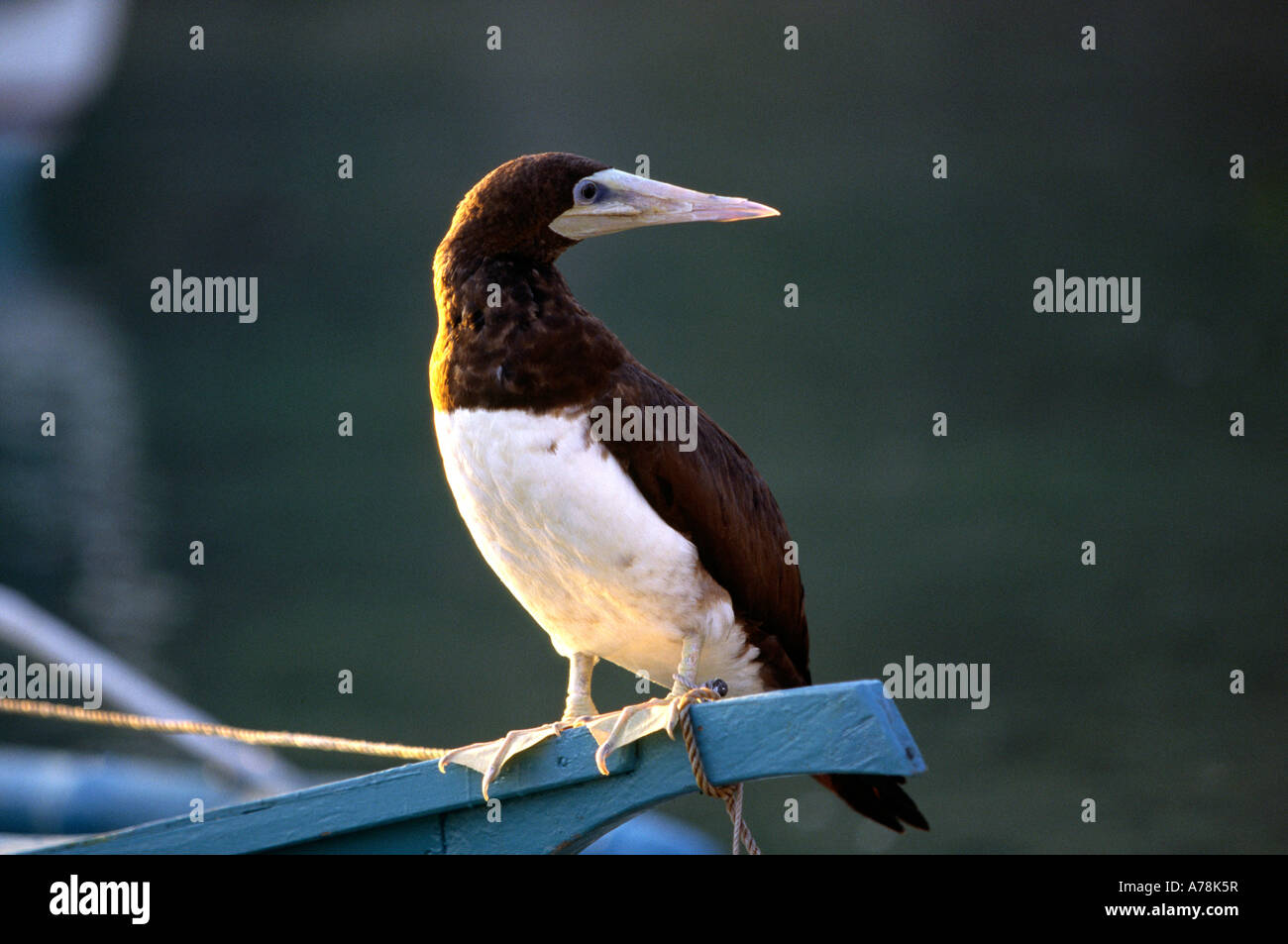 Philippines Wildlife birds Malapascua Island Brown Booby Sula