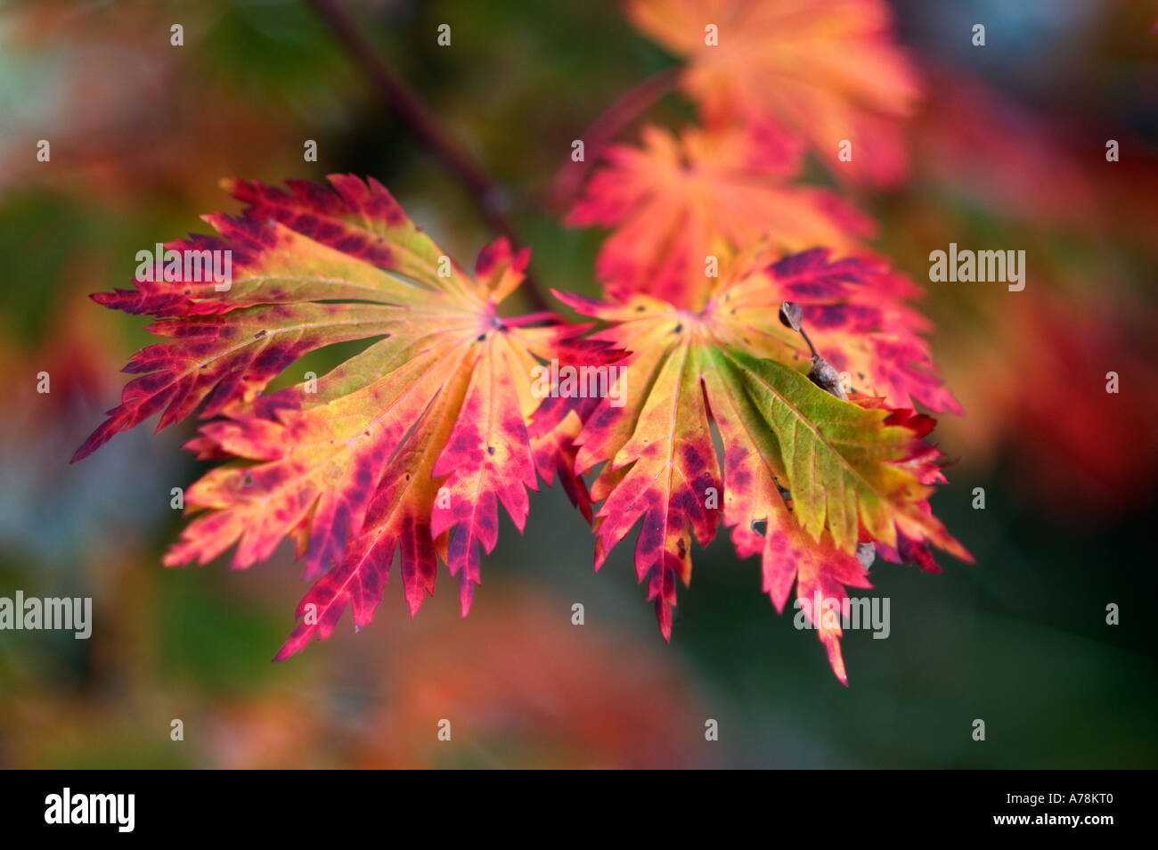 Close up maple leafs hi-res stock photography and images - Alamy