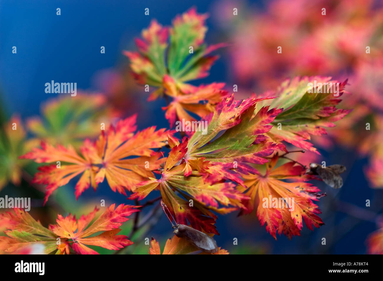 Close up maple leafs hi-res stock photography and images - Alamy