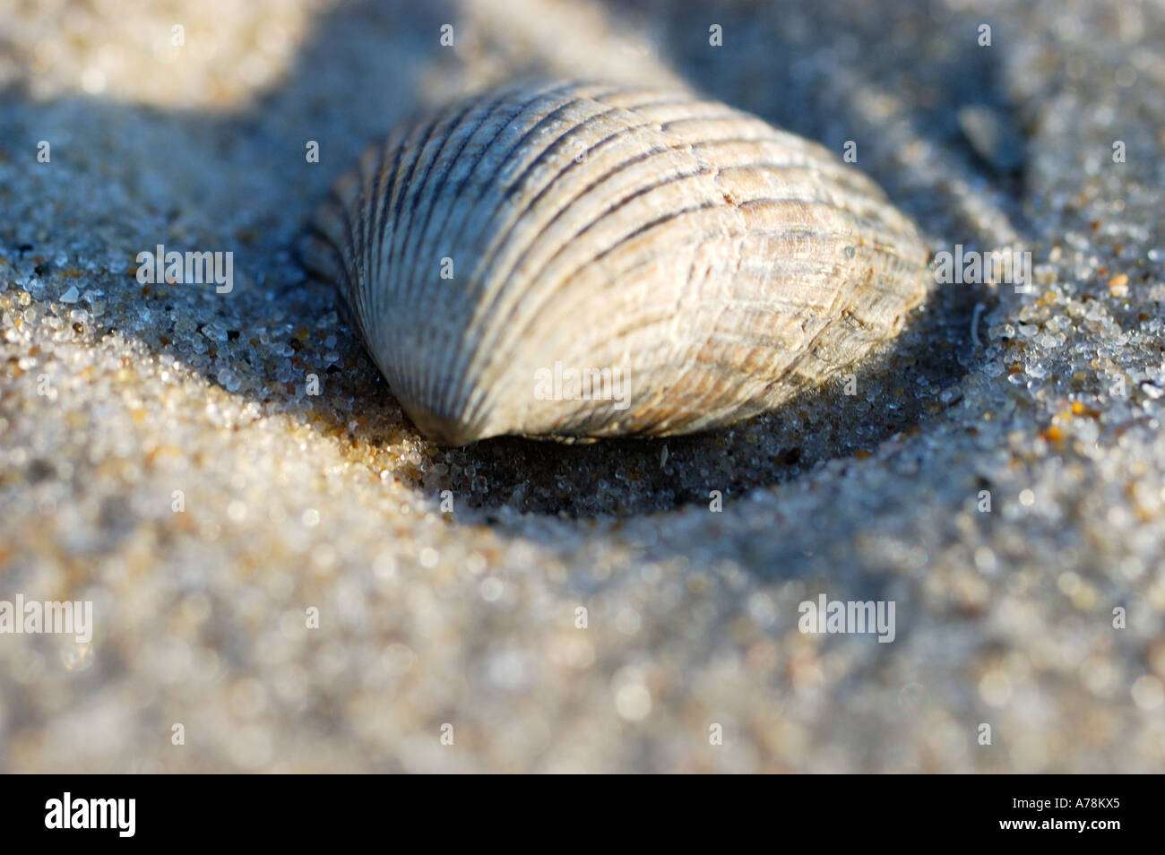 shell on a beach Stock Photo - Alamy