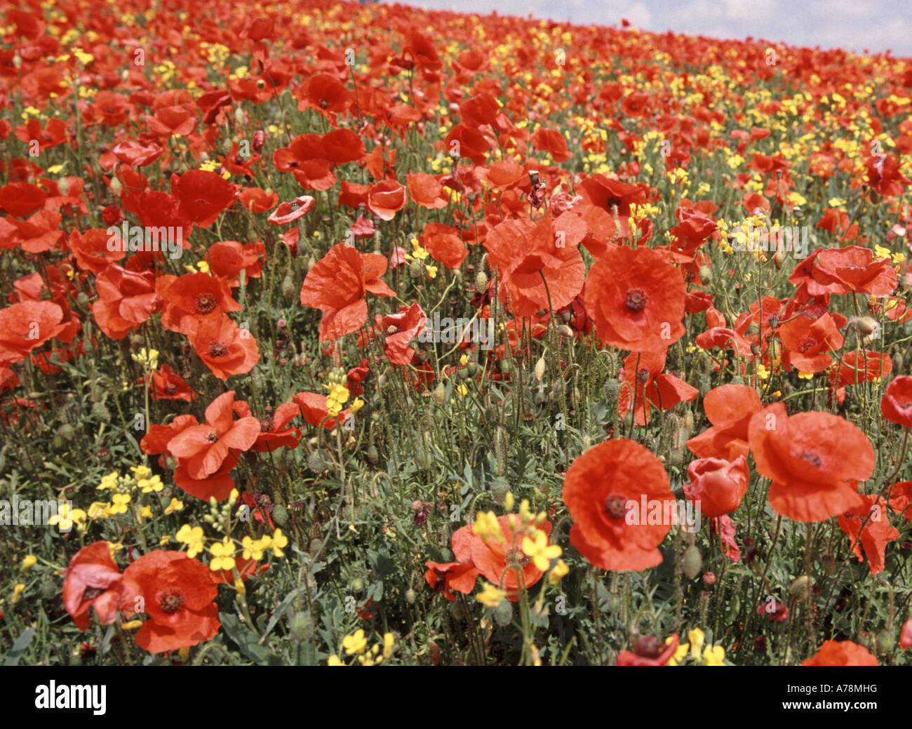 Wild poppy flowers overgrowing farmers planted oil seed rape crop in