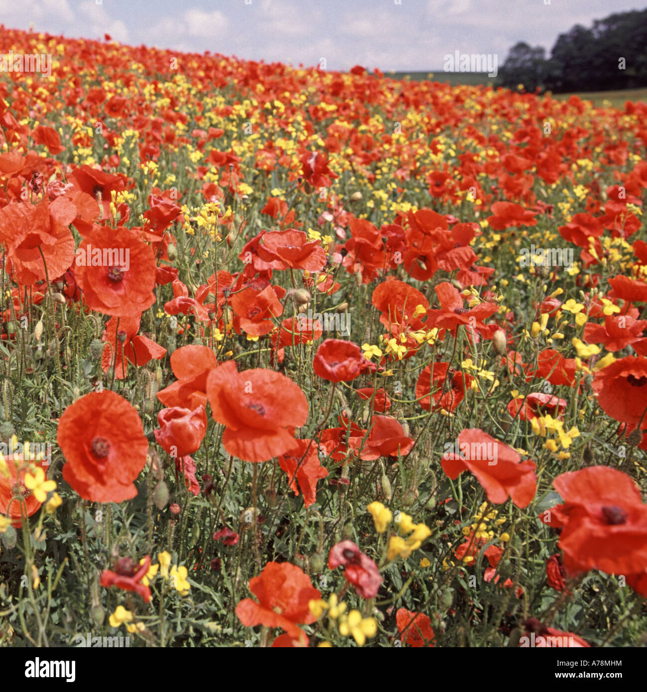 Wild poppy flowers overgrowing farmers planted oil seed rape crop in