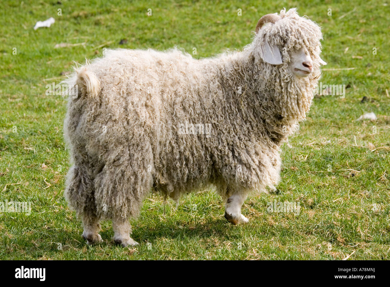 Angora goat Rare Breed Trust Cotswold Farm Park Temple Guiting near Stow on the Wold UK Stock Photo