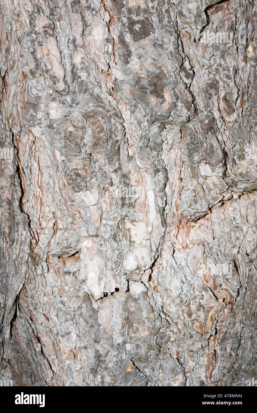 Bark and trunk of Austrian pine tree Pinus nigra Christchurch Botanical Gardens New Zealand Stock Photo