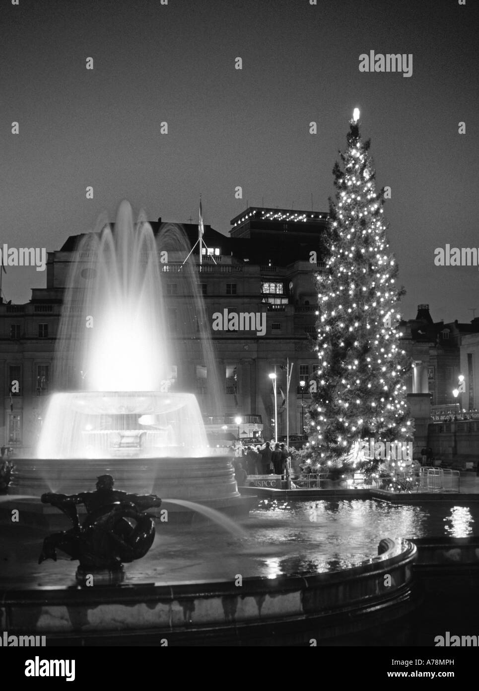 Famous Trafalgar Square Christmas tree gift from City of Oslo lights & decorations illuminated full height water feature fountain London England UK Stock Photo