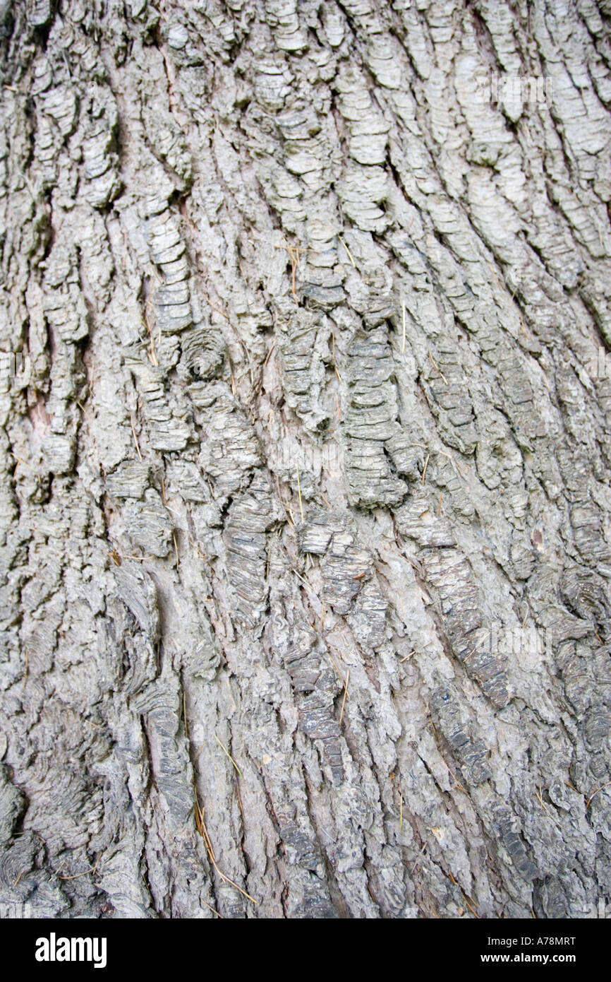Bark and trunk of Cedar of Lebanon tree Cedrus libani Christchurch Botanical Gardens New Zealand Stock Photo