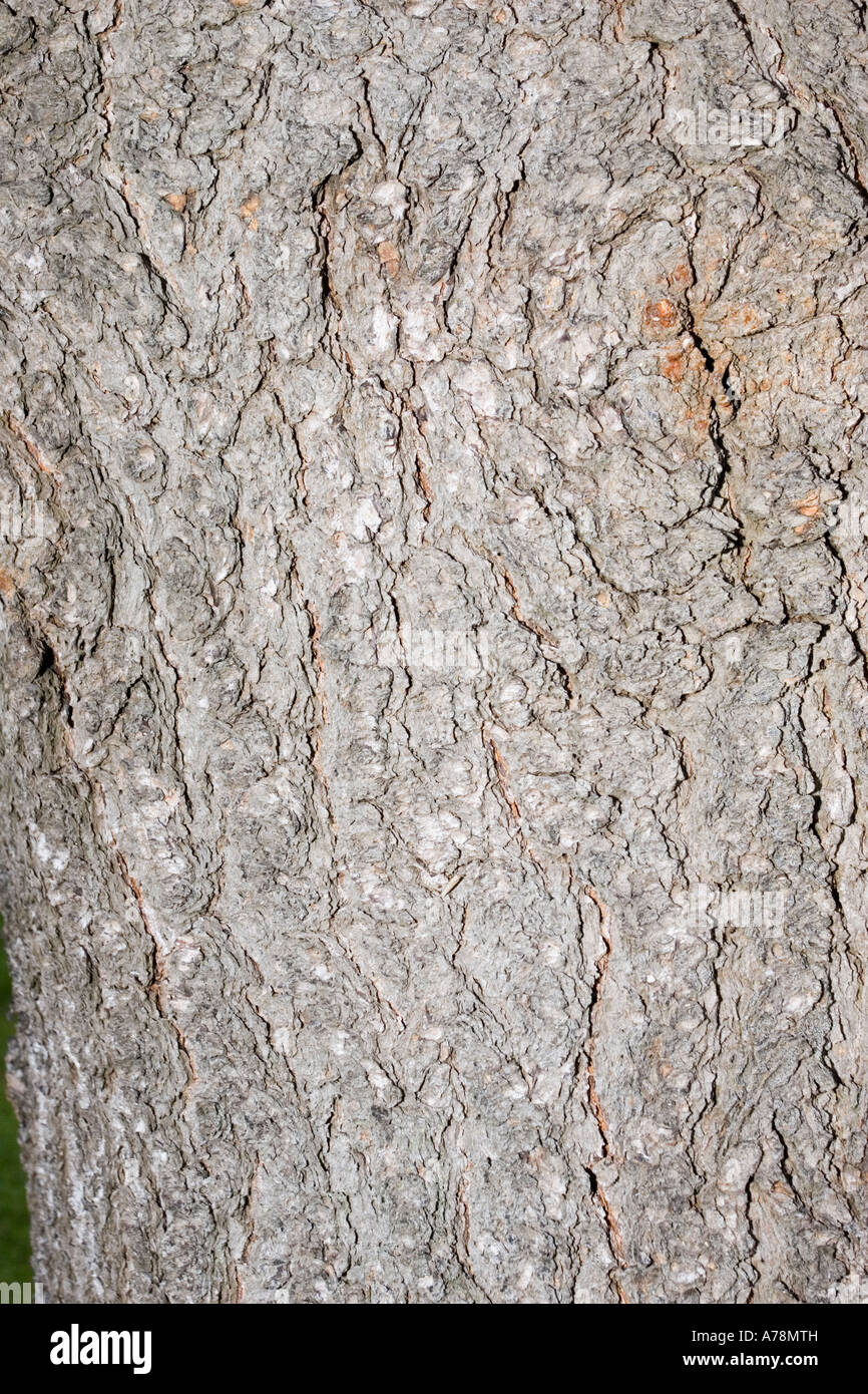 Bark and trunk of Colorado pinyon tree Pinus edulis Christchurch Botanical Gardens New Zealand Stock Photo