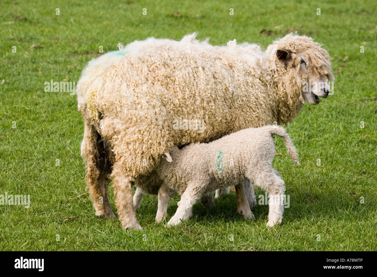 Cotswold sheep ewe with young lamb suckling Rare Breed Trust Cotswold