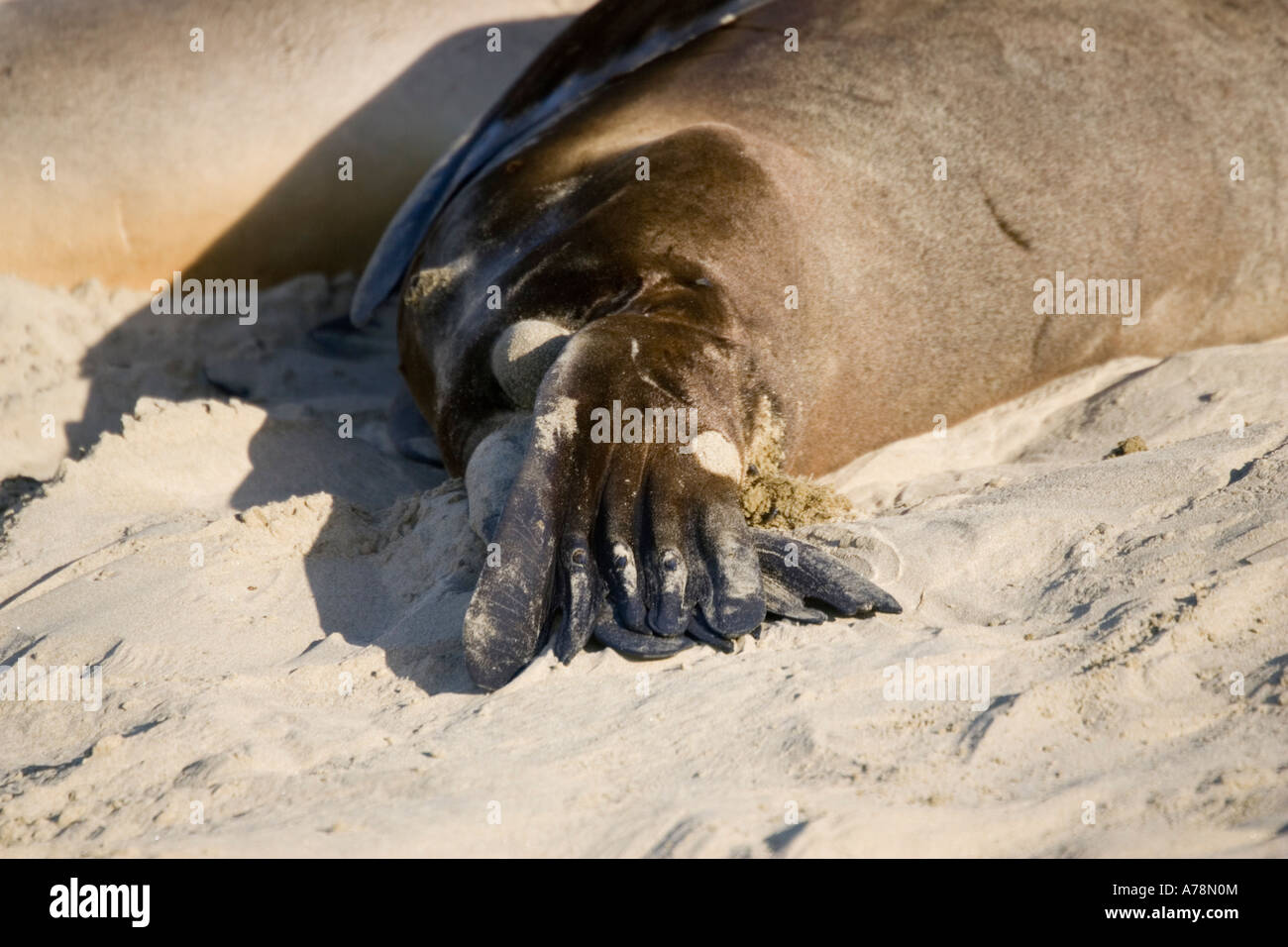 Hind limb Hookers sea lion Phocarctos hookeri hauled out on beach Serat Bay Catlins South Island New Zealand Stock Photo