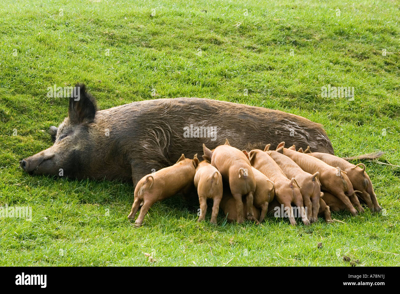 Iron Age Pig with large litter of suckling piglets Rare Breed Trust Cotswold Farm Park Temple Guiting near Stow on the Wold UK Stock Photo