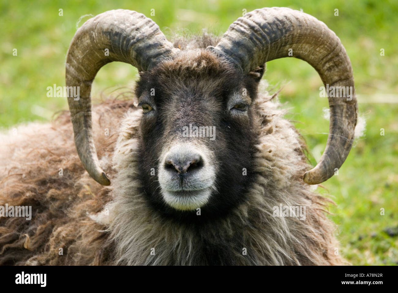 Head of North Ronaldsay ram Rare Breed Trust Cotswold Farm Park Temple Guiting near Stow on the Wold UK Stock Photo