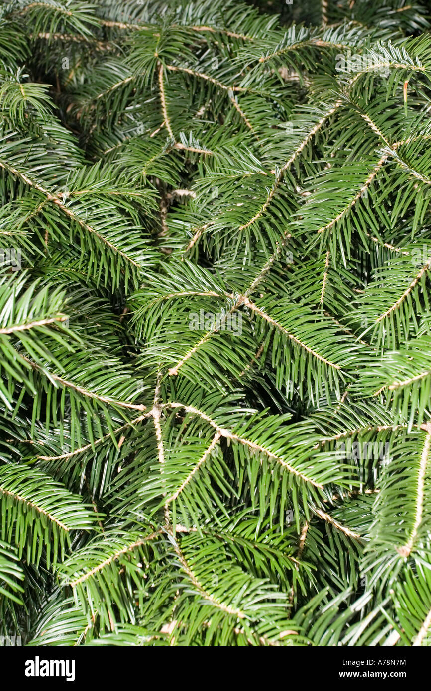 Branches and pine needles of Salween fir Abies chensiensis Christchurch Botanical Gardens New Zealand Stock Photo