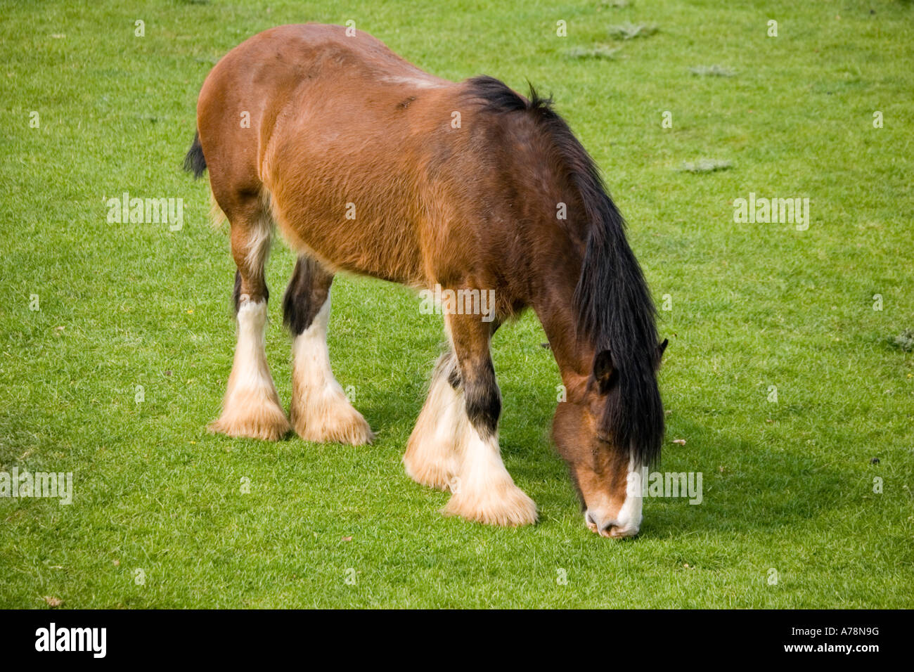 Shire horse grazing Rare Breed Trust Cotswold Farm Park Temple Guiting near Stow on the Wold UK Stock Photo