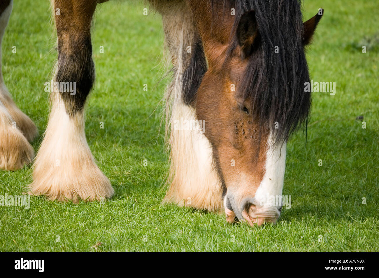Closeup of head of Shire horse grazing Rare Breed Trust Cotswold Farm Park Temple Guiting near Stow on the Wold UK Stock Photo