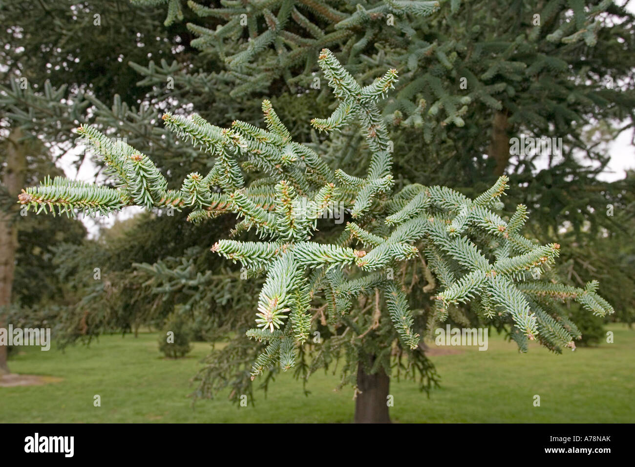 Branches and leaves of Spanish fir Abies pinsapo Christchurch Botanical Gardens New Zealand Stock Photo
