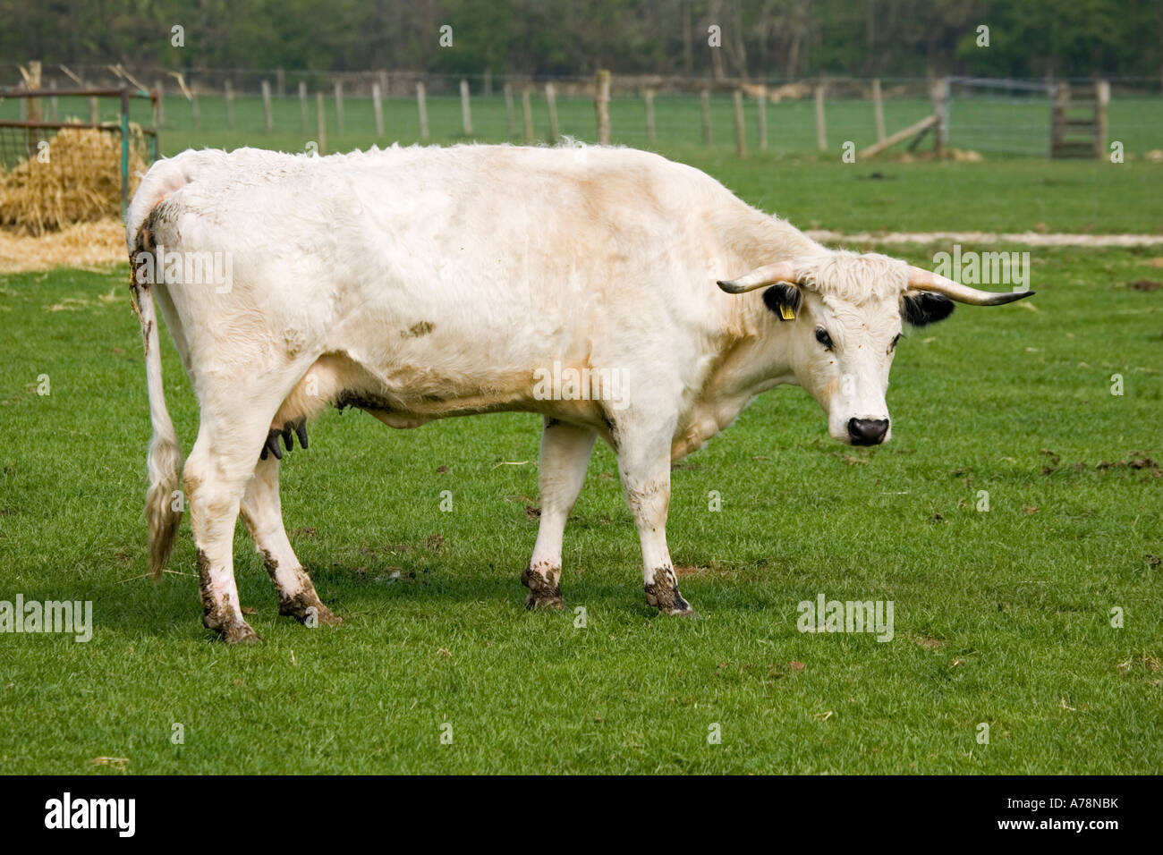 British white cattle cow Rare Breed Trust Cotswold Farm Park Temple Guiting near Stow on the Wold UK Stock Photo