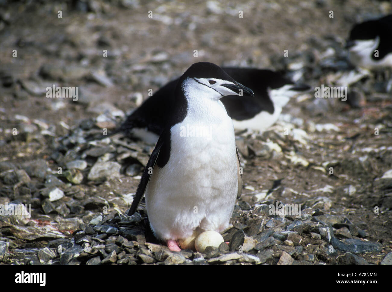 chinstrap penguin, nesting in Antarctica Stock Photo - Alamy