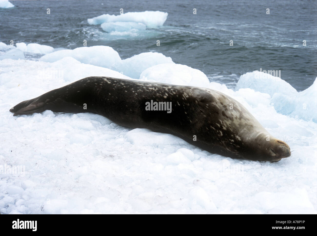 sleeping leopard seal Stock Photo - Alamy