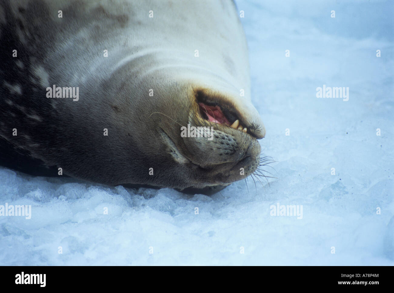 Weddell Seal Snoring Gourdin Island Antarctica Antarctica Wildlife Stock Photo Alamy