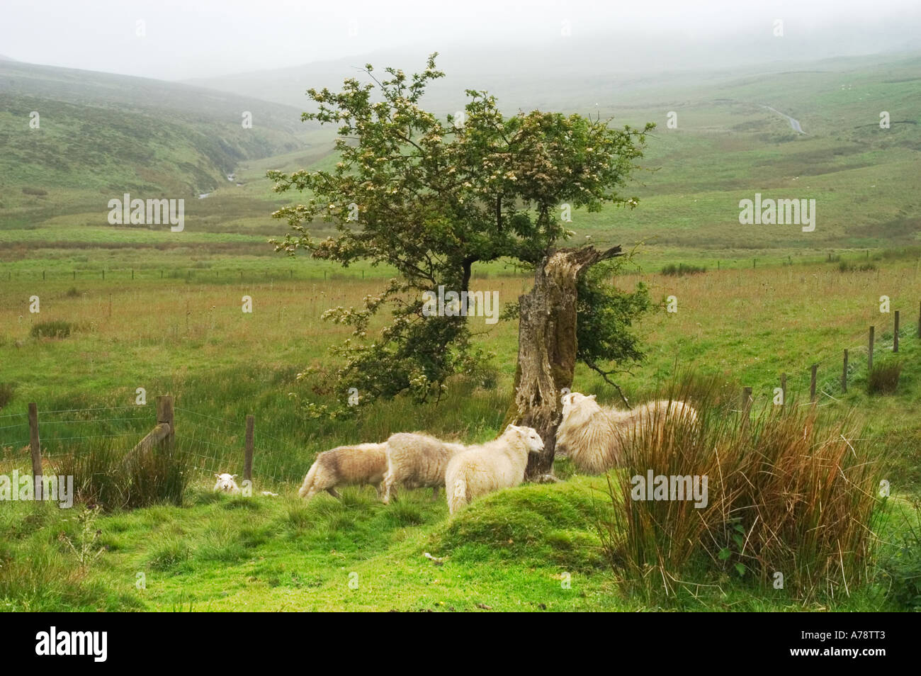 sheeps in welsh mountains Stock Photo - Alamy