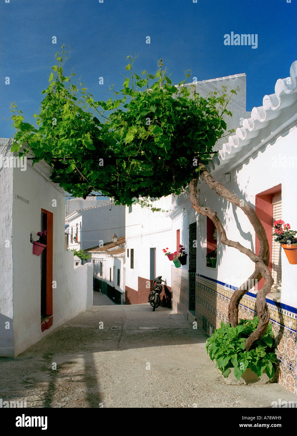 A grape vine overhanging a laneway into the whitewashed hill village of